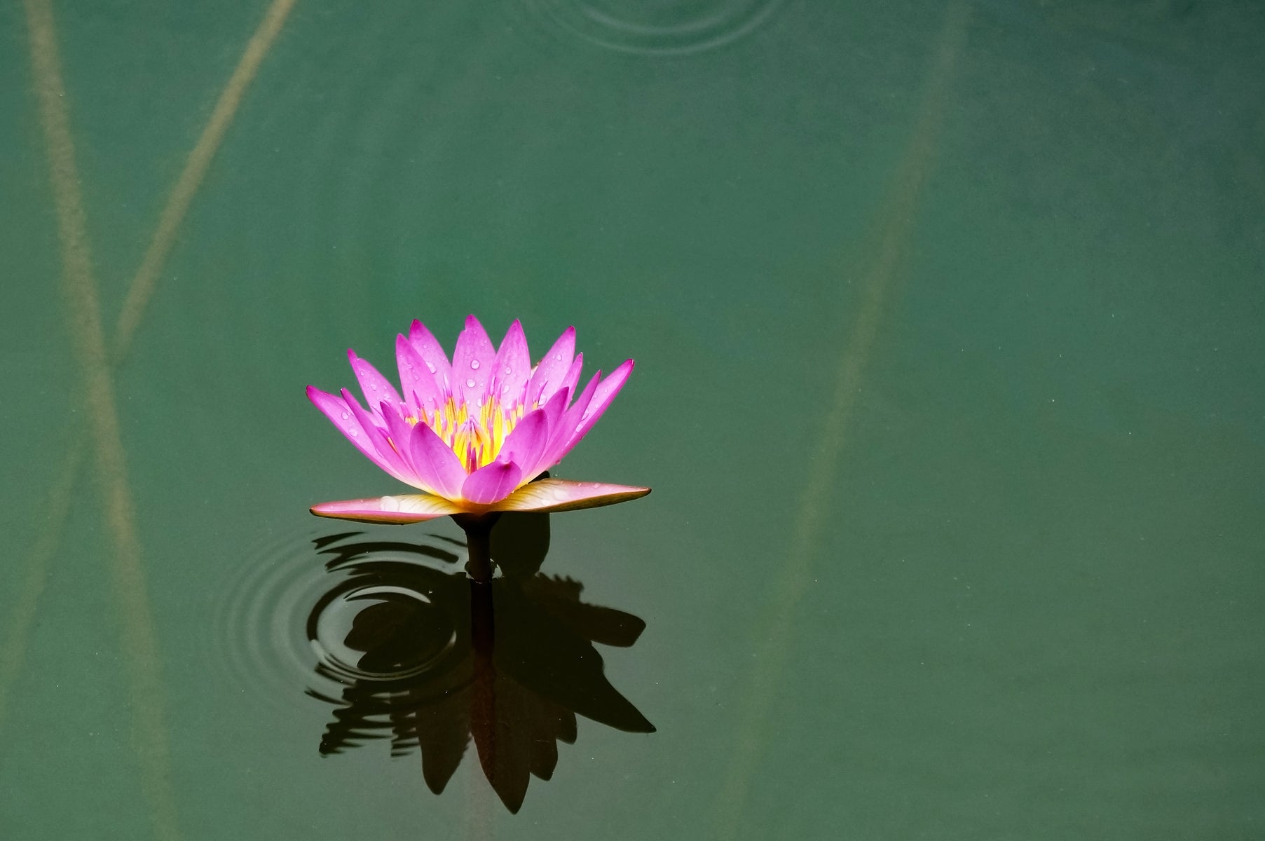 Pink water lily flower floating on a calm water surface with ripples.