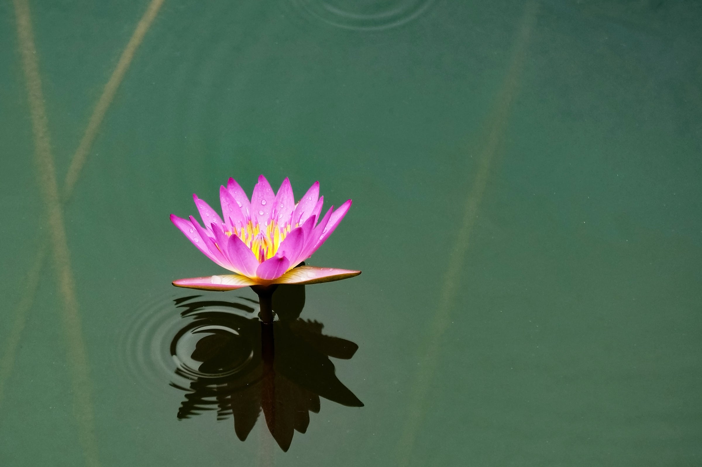 Pink water lily flower floating on a calm water surface with ripples.
